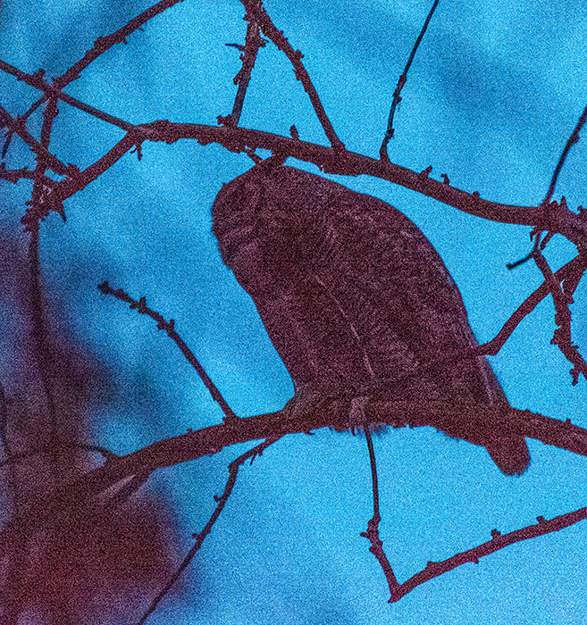 Day39Owl.jpg