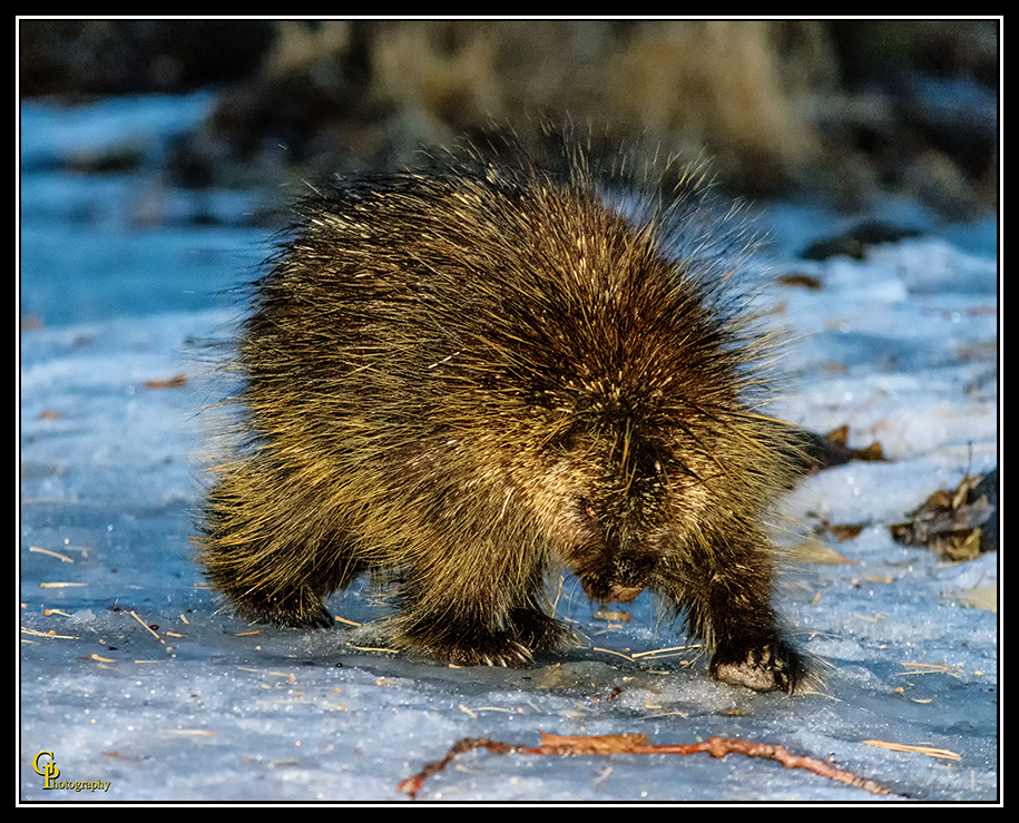 Day39Porcupine.jpg