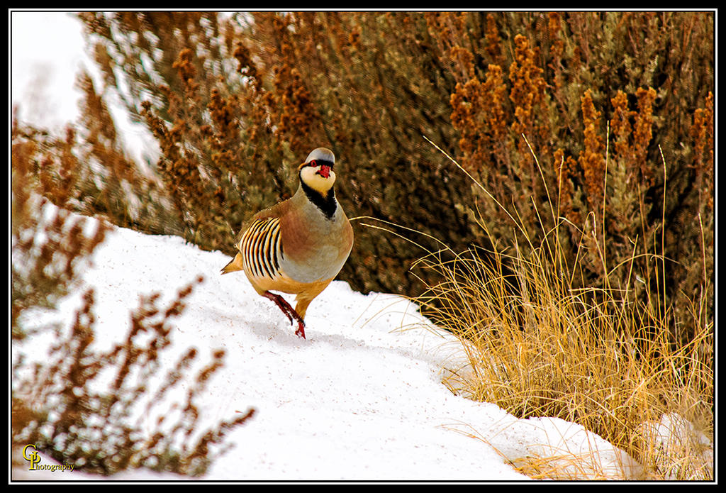 Day39Quail.jpg