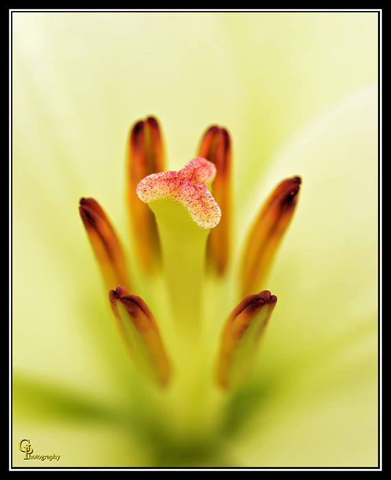 Day46Flower.jpg