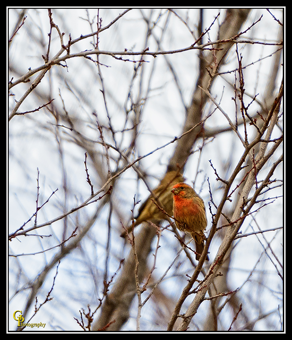 Day47Bird.jpg