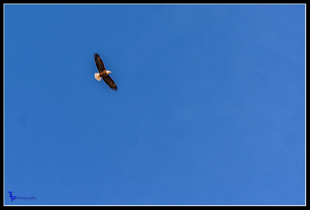 Day48Eagle.jpg