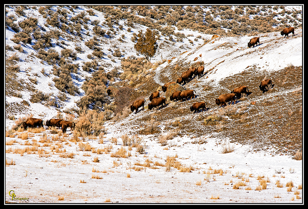 Day49BuffaloHerd.jpg