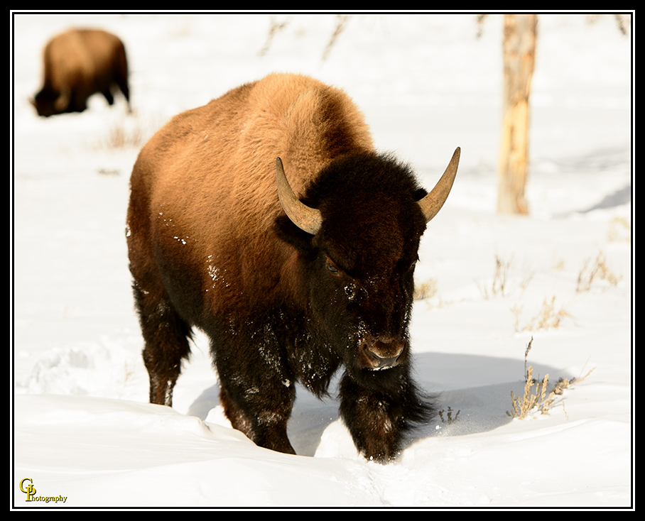 Day50Buffalo.jpg