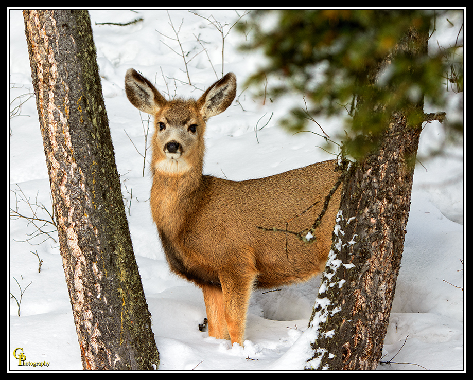 Day50Fawn.jpg