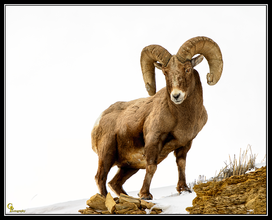Day50Ram_.jpg