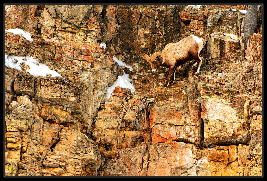 Day50RamClimbing.jpg