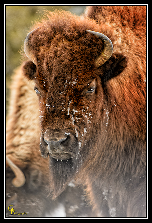 Day51Buffalo.jpg