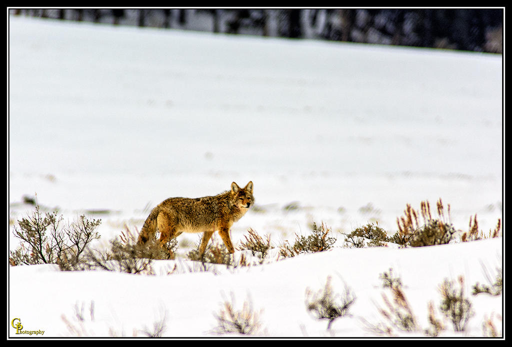 Day51Coyote.jpg