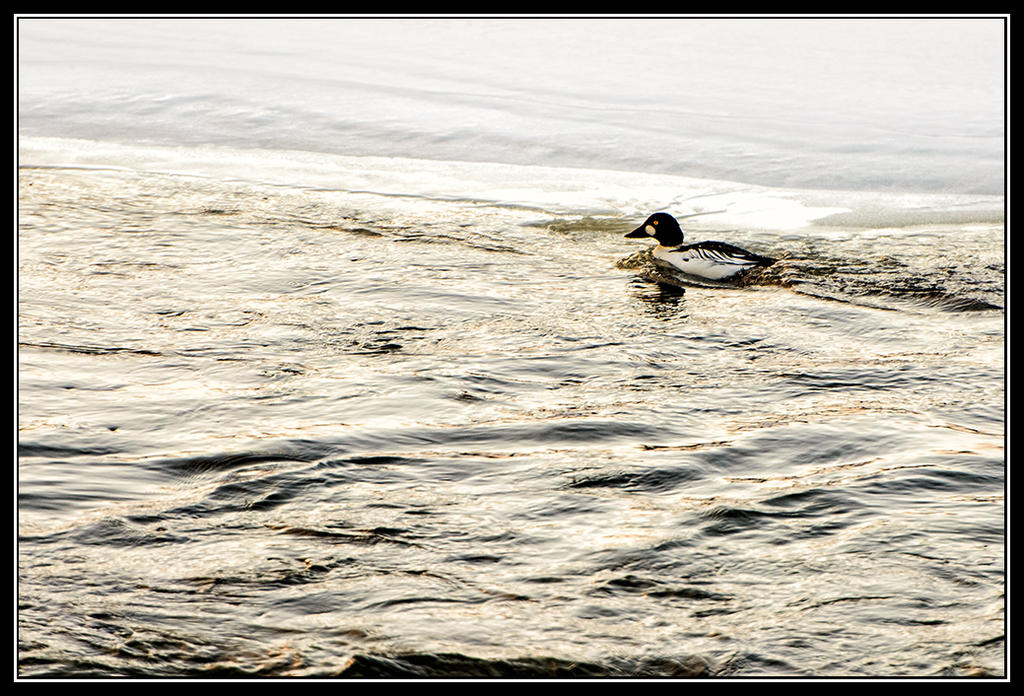 Day51Duck.jpg