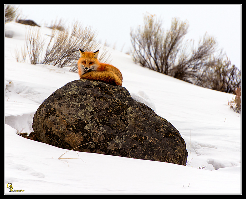 Day52Fox.jpg