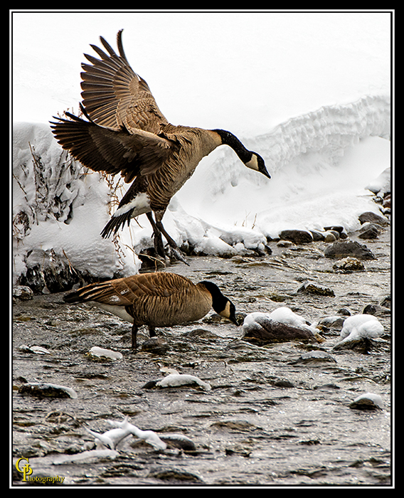Day52Geese.jpg