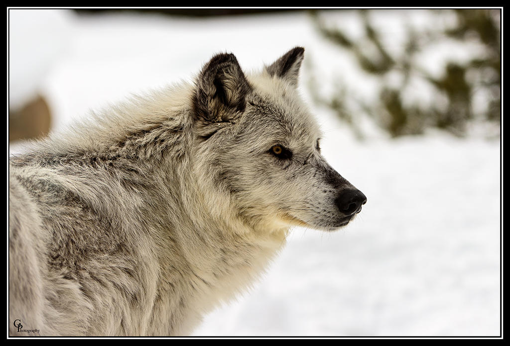 Day53Wolf1.jpg