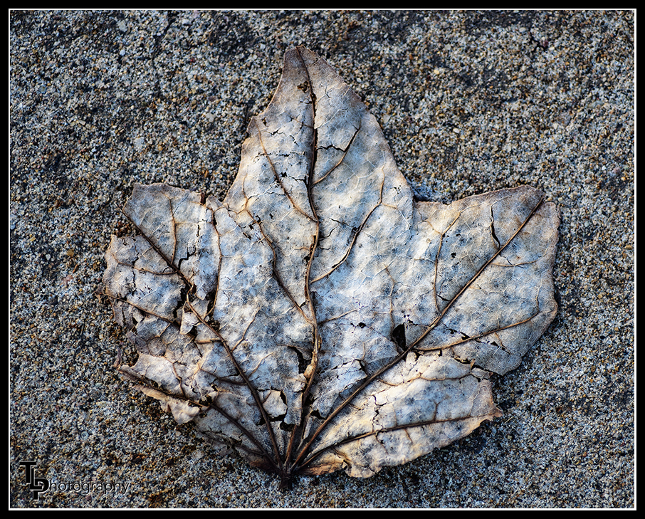 Day56Leaf.jpg