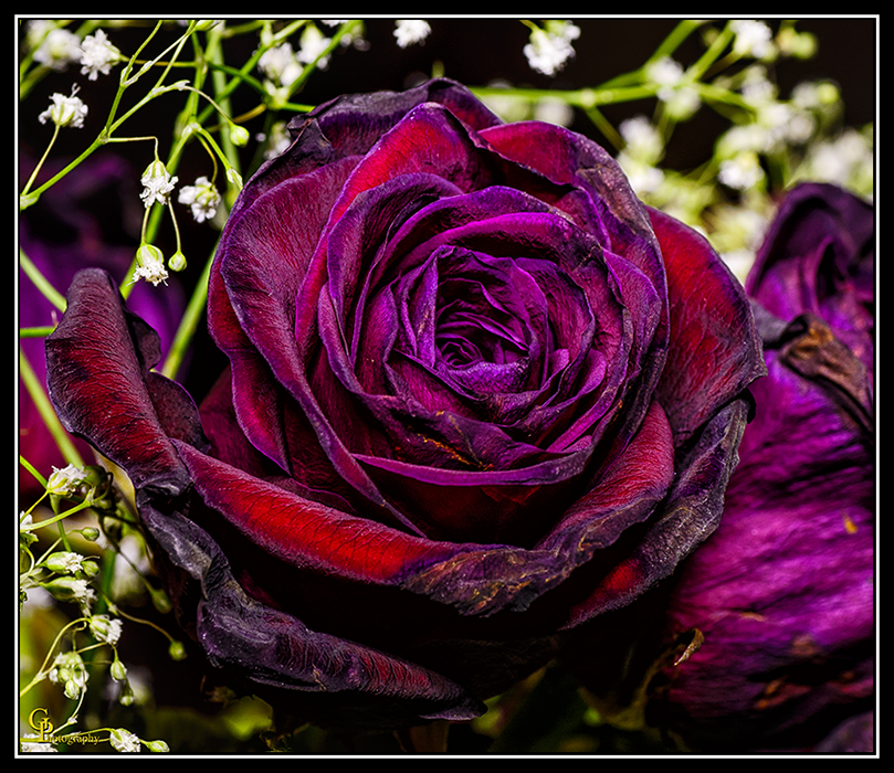 Day58Rose.jpg