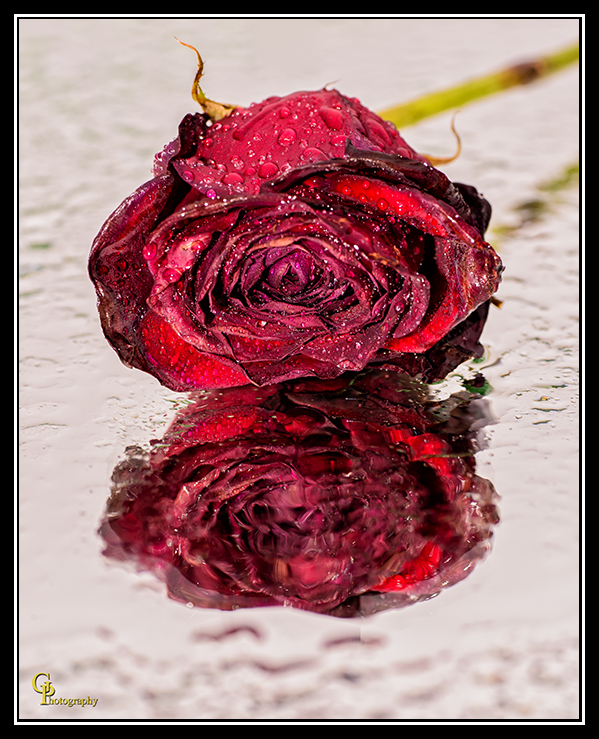 Day59Rose.jpg