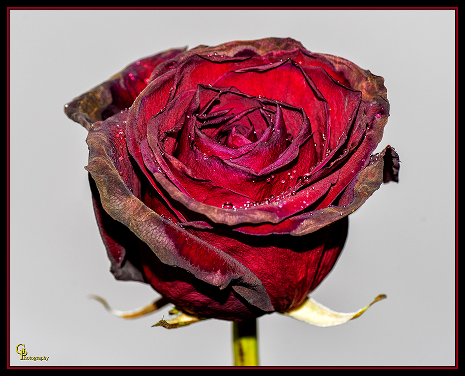 Day60_Rose.jpg