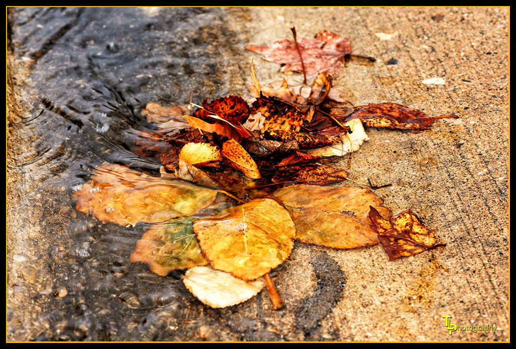Day60Leaves.jpg