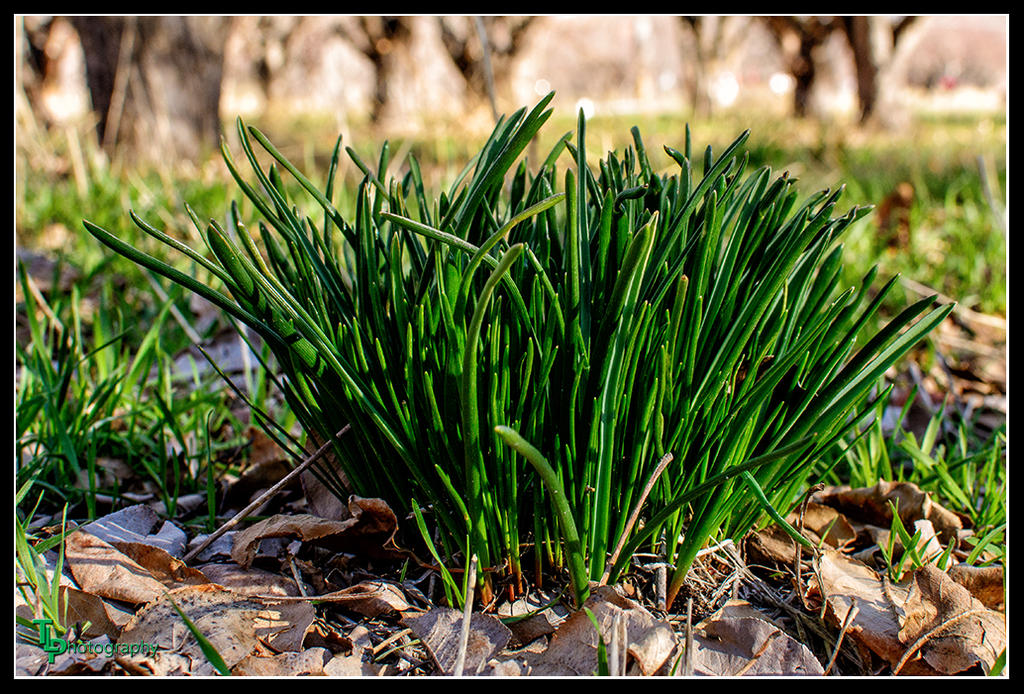 Day71Grass.jpg