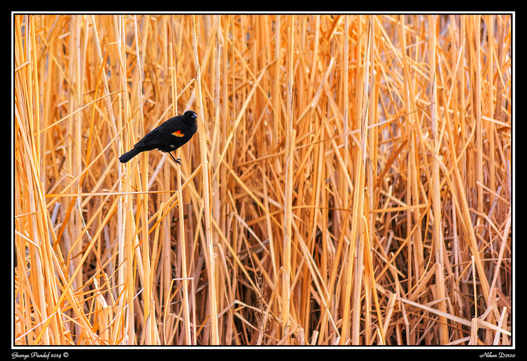 Day75Bird.jpg