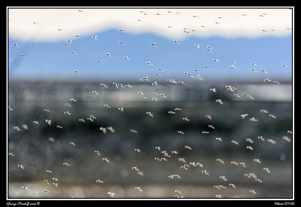 Day75Swarm.jpg