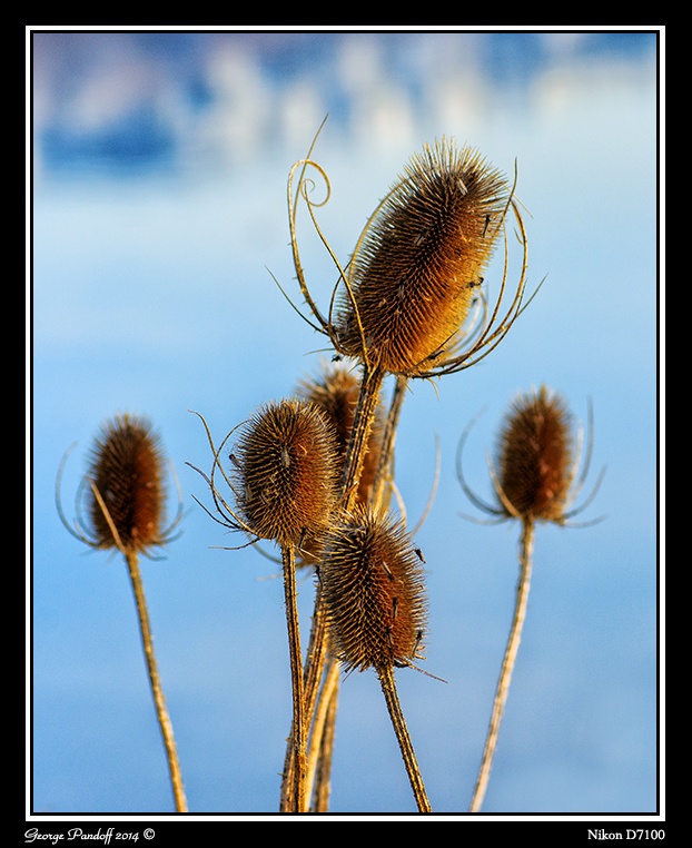 Day75Thorns.jpg