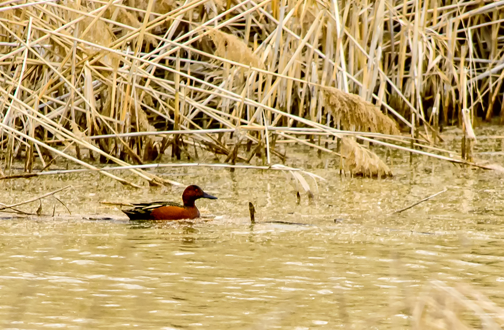 Day76Duck.jpg