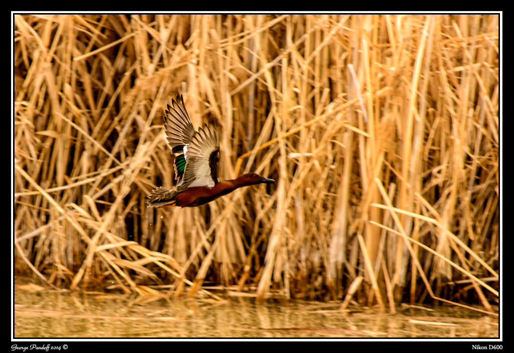 Day76DuckFlight.jpg