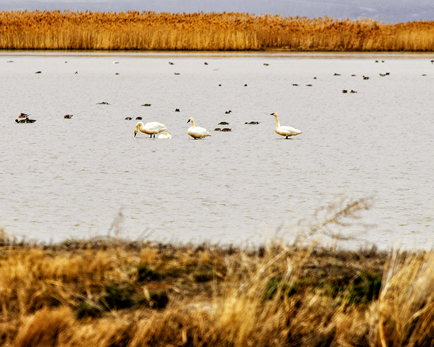Day76TundraSwans.jpg
