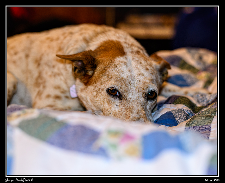 Day77Dog.jpg