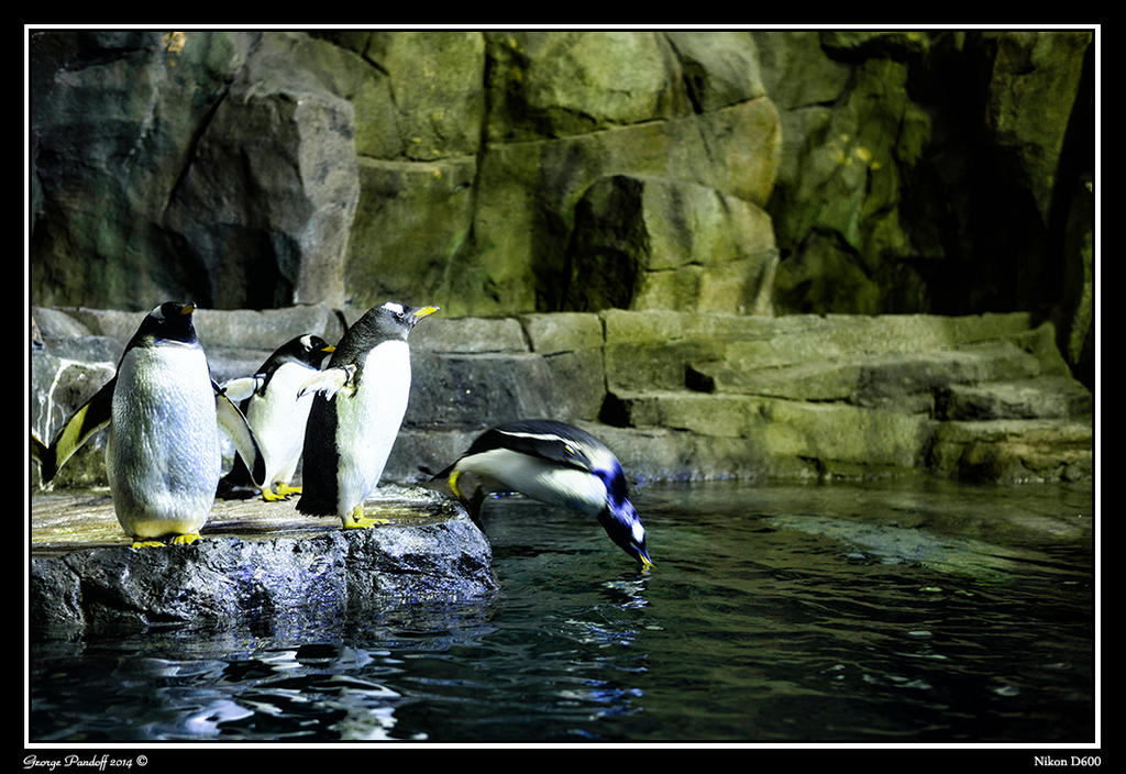 Day78Penguin.jpg