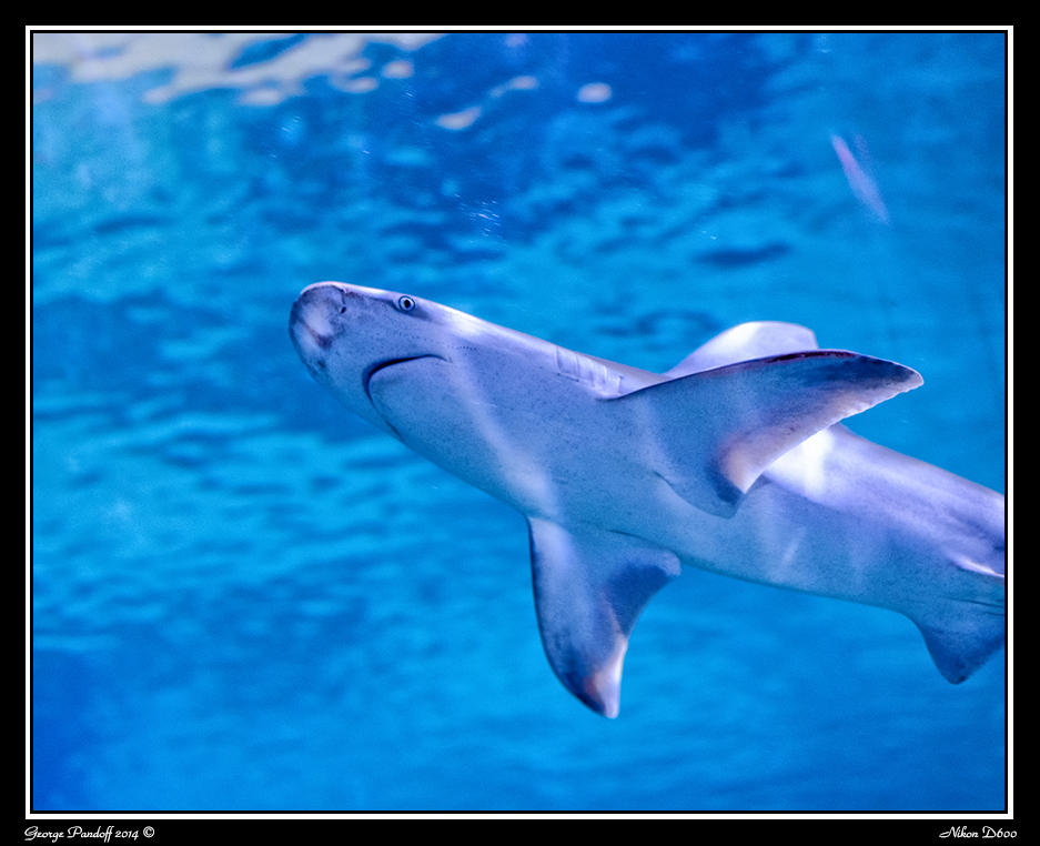 Day78Shark.jpg