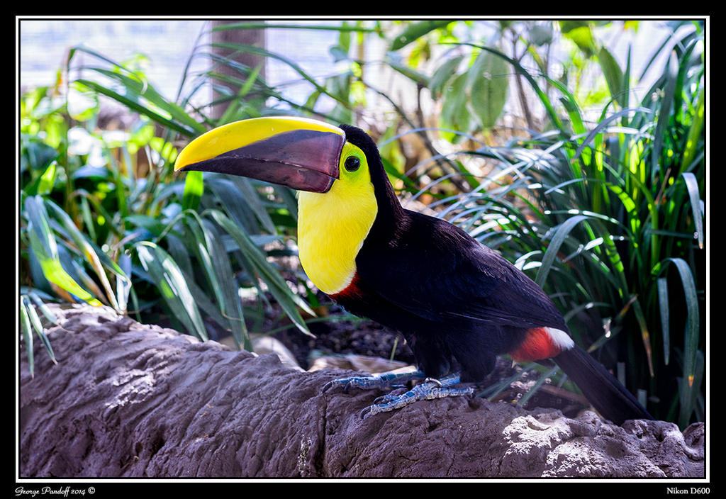 Day78Toucan.jpg