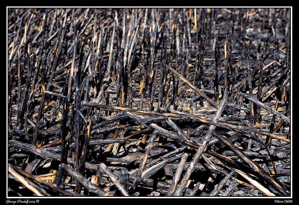 Day81Burn.jpg