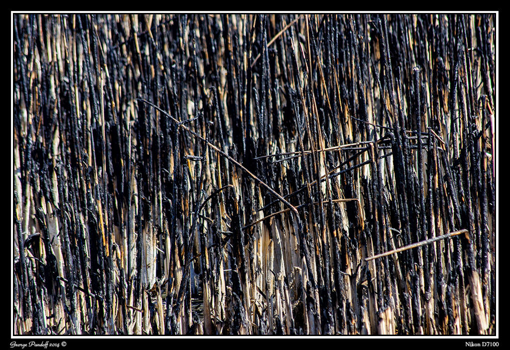 Day81Burn2Web.jpg