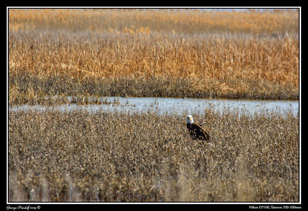 Day81Eagle.jpg
