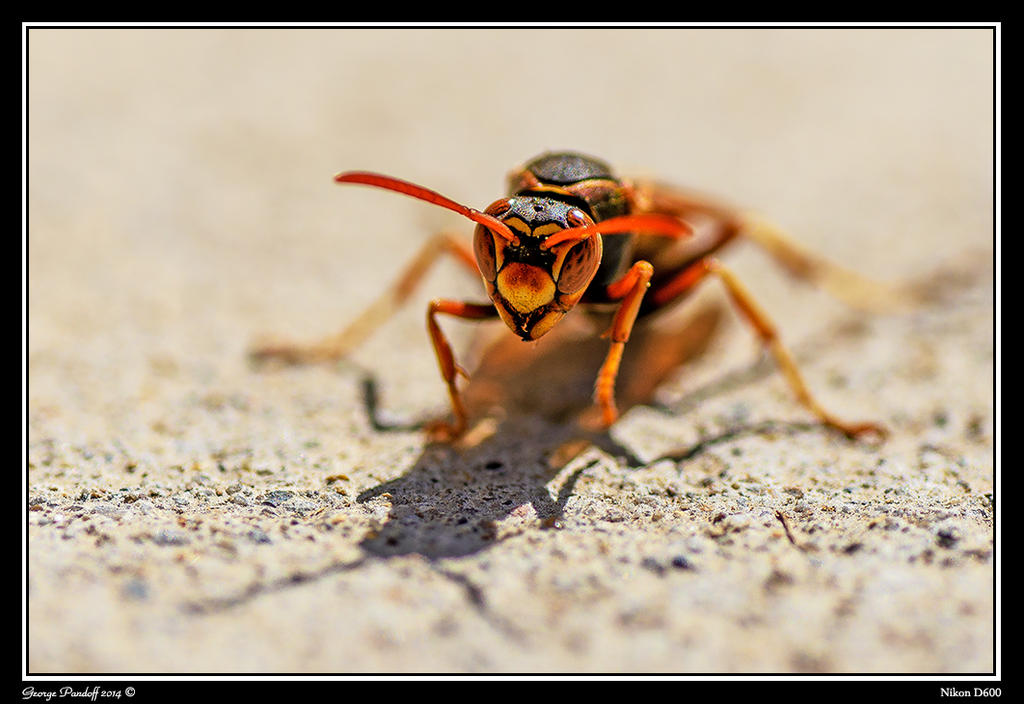 Day82Wasp.jpg