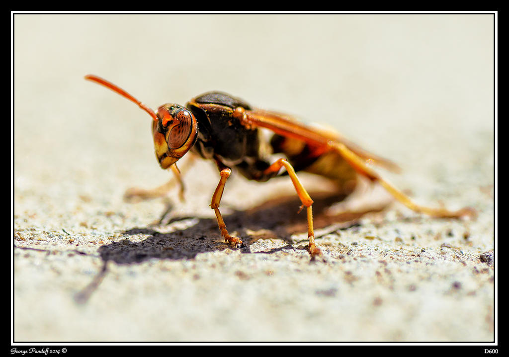 Day82Wasp2.jpg