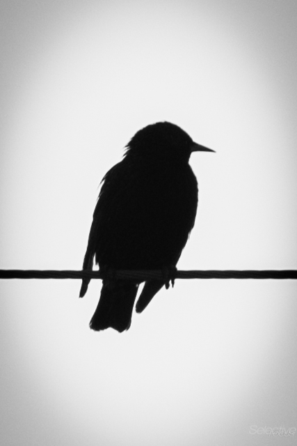 Day83-4.jpg