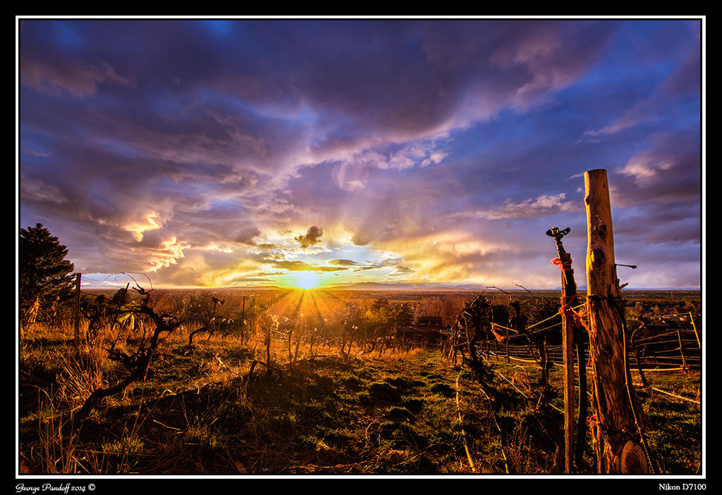 Day86Vineyard.jpg