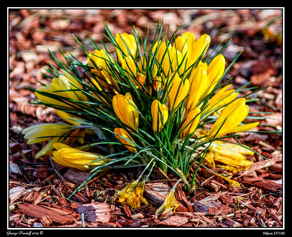 Day87Flowers.jpg
