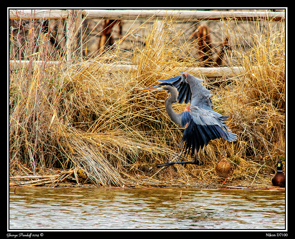 Day88Heron2Web.jpg
