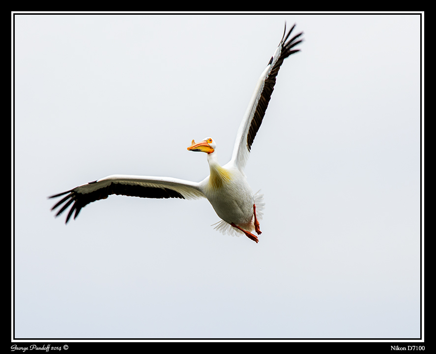 Day88PelicanWeb.jpg