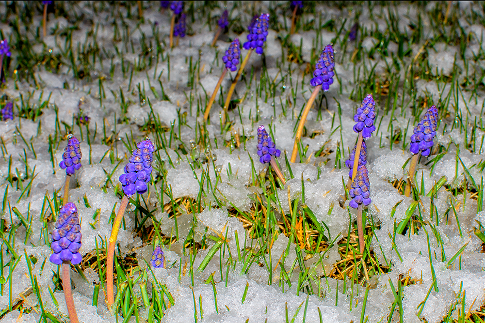 Day89Snow.jpg