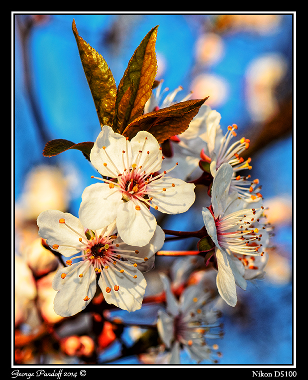 Day94BlossomWeb.jpg