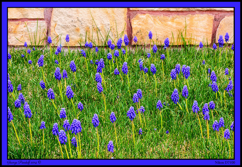 Day98Lavender.jpg