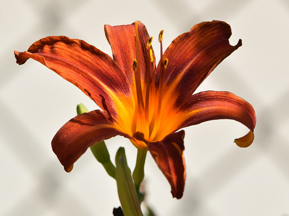 DayLily.jpg