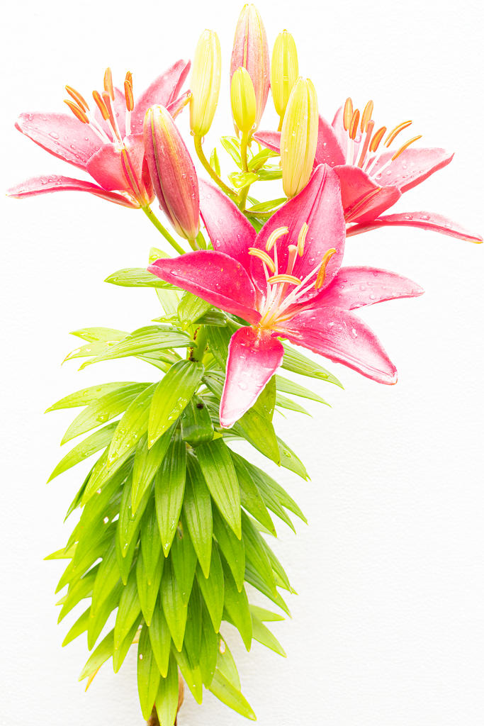 Daylily Trio (1 of 1).jpg