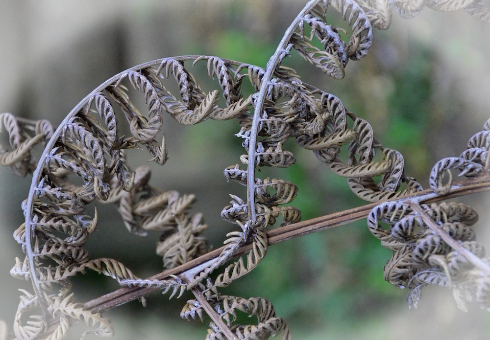 Dead fern leaf.jpg