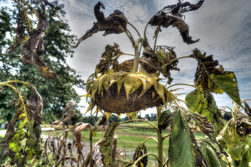 Dead Flowers.-.jpg